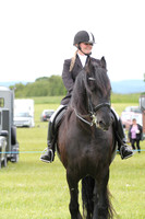 Ridden Friesian