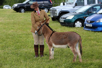 miniature Donkey
