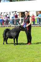 Shetland Champion