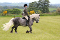 Ridden Highland Pony