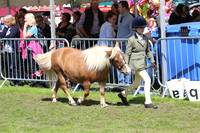 Shetland Young Handlers