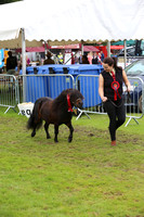 Shetland Miniature Champion