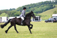 Ridden Friesian