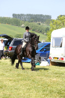 Ridden Friesian