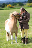 In Hand Standard Shetland