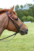 Native Pony Championship
