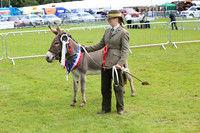 Donkey Champion