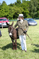 In Hand Donkey