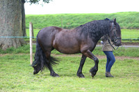 Class 14 In Hand Part Bred